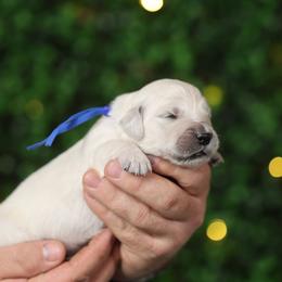 Arthur - Light golden male Golden Retriever puppy in Payette, Idaho from Stonewick Retrievers