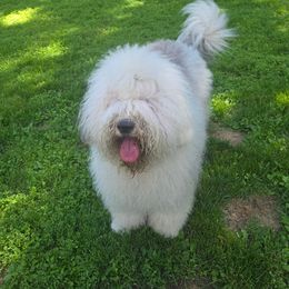 Zara - Old English Sheepdog