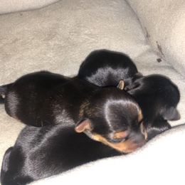 Yorkshire Terrier Puppies from YorkiStars
