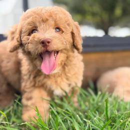 Palmer - Red male Bernedoodle puppy in Port Saint Lucie, Florida from Eastside Paws LLC
