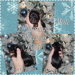 Traditional Male - Black and tan male Yorkshire Terrier puppy in Wartburg, Tennessee from Amanda's Precious Pups