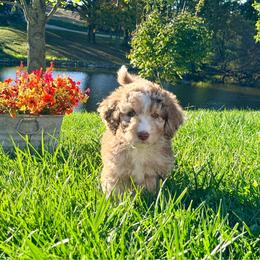 Eclipse - Brown merle male Aussiedoodle puppy in Taylor, Missouri from Pawsitively Doodles
