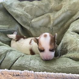 Syndee - Fawn sable female Havanese puppy in Hudson, New York from Havanese of Claverack and Hudson Valley Labradors