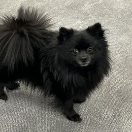 Pomeranians from Latte Pup Love