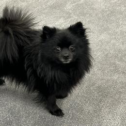 Pomeranians from Latte Pup Love