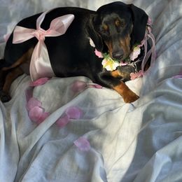 Bailey - Dachshund