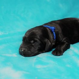 Goldendoodle Puppies from Warren Doodles
