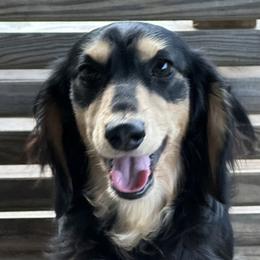 Johnny Cash - Dachshund