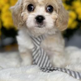 Bernedoodle and Cavapoo Puppies from Apricot Roots Doodles