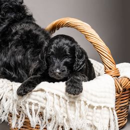 Labradoodle and Poodle Puppies from Leebrick Labradoodles