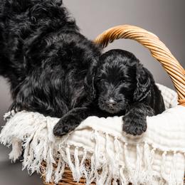 Labradoodle and Poodle Puppies from Leebrick Labradoodles