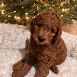 Goldendoodle Puppies from Oswego Doodles LLC