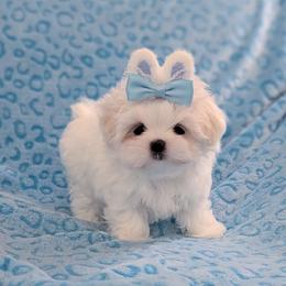 Fozzie - White male Maltese puppy in Eureka, California from Bratpack Babydolls