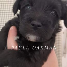 Miniature Schnauzer Puppies from Mississippi Mini Schnauzers