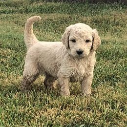 Goldendoodle Puppies from Beary GoldenDoodles