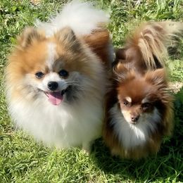 Juju - Pomeranian