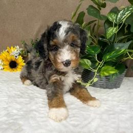 Colby - Blue merle female Bernedoodle puppy in Seymour, Missouri from D and D’s Dandy Doodles
