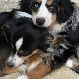 Miniature Australian Shepherd All Grown Up from Tincture of Thyme