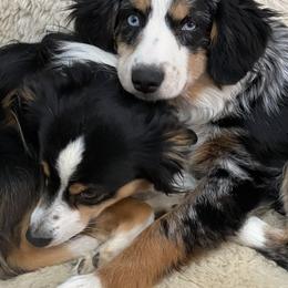 Miniature Australian Shepherd All Grown Up from Tincture of Thyme