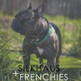 Kenzi - French Bulldog
