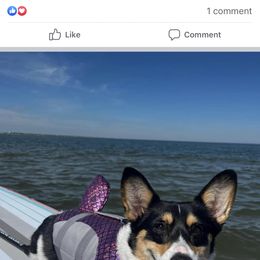 American Corgi and Pembroke Welsh Corgi Puppies from Beebe’s Corgis