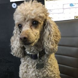 Poodles from Kootenai