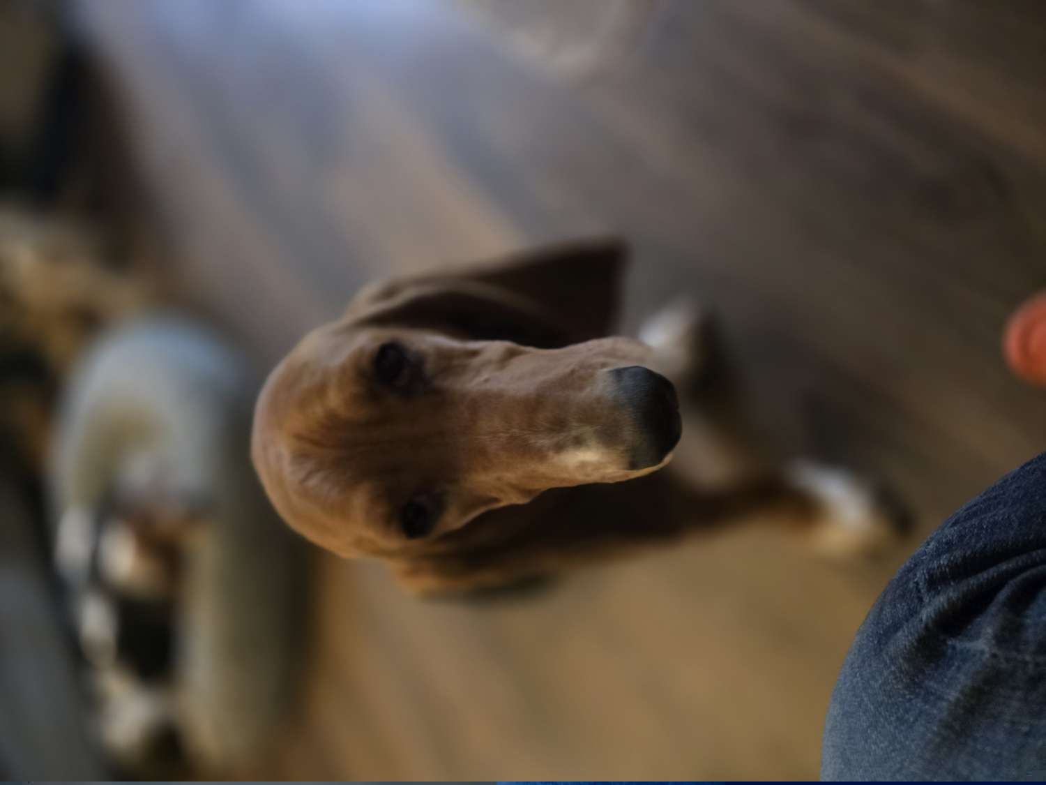 Rosie - Basset Hound