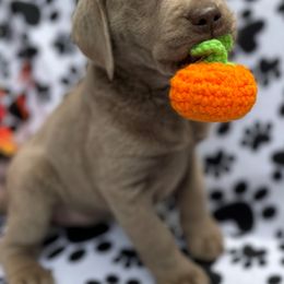 Dilute Retriever and Labrador Retriever Puppies from Winter Creek Labradors