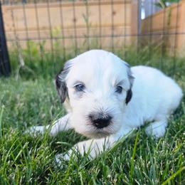 Ben - Black and white male Bernedoodle puppy in Blackfoot, Idaho from Draper Mountain Doodles