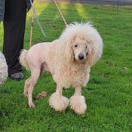 Utah - Poodle