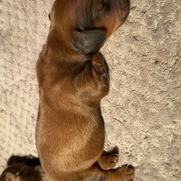 Dachshund Puppies from Miniature Alphas Dachshunds