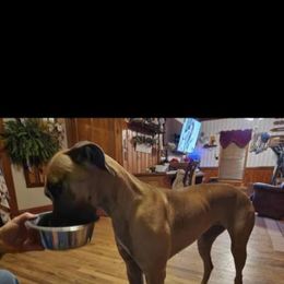Great Dane All Grown Up from Bauman Great Danes