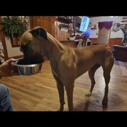 Great Dane All Grown Up from Bauman Great Danes