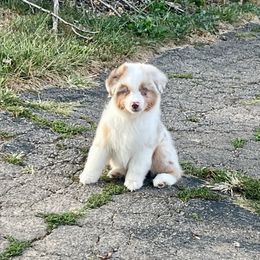 Roper - Red merle male Miniature American Shepherd puppy in Kentucky from Kidd’s Miniature American Shepherds