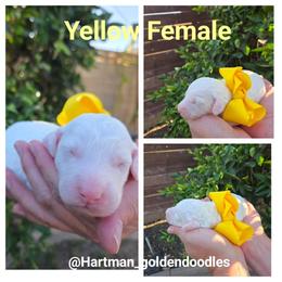 Yellow - Cream female Goldendoodle puppy in Upland, California from Hartman Goldendoodles