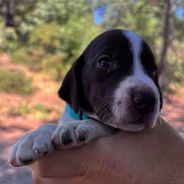 Cinnamon - teal collar - Liver and white female German Shorthaired Pointer puppy in Mokelumne Hill, California from Underhill GSP