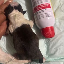 Girl 5 - Black brindle and white female Boston Terrier puppy in Sunnyside, Washington from Boston Terriers