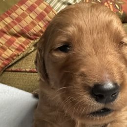 Cotter - Golden Retriever puppy from Green Mountain Golden Retrievers