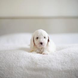 Oak - Parti male Goldendoodle puppy in Vancouver, Washington from Blissful Doodles