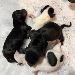 Dachshund Puppies from Whispering Willow Dachshunds
