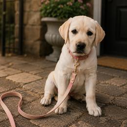 Labrador Retriever Puppies from van Dalen Labradors