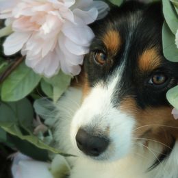 Willow - Australian Shepherd
