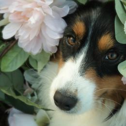 Willow - Australian Shepherd