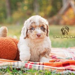 Aussiedoodle Puppies from Dani's Dandy Doodles