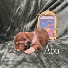 Abu - Piebald male Dachshund puppy in Henry, Virginia from Dumbledore's AKC Mini Dachshunds