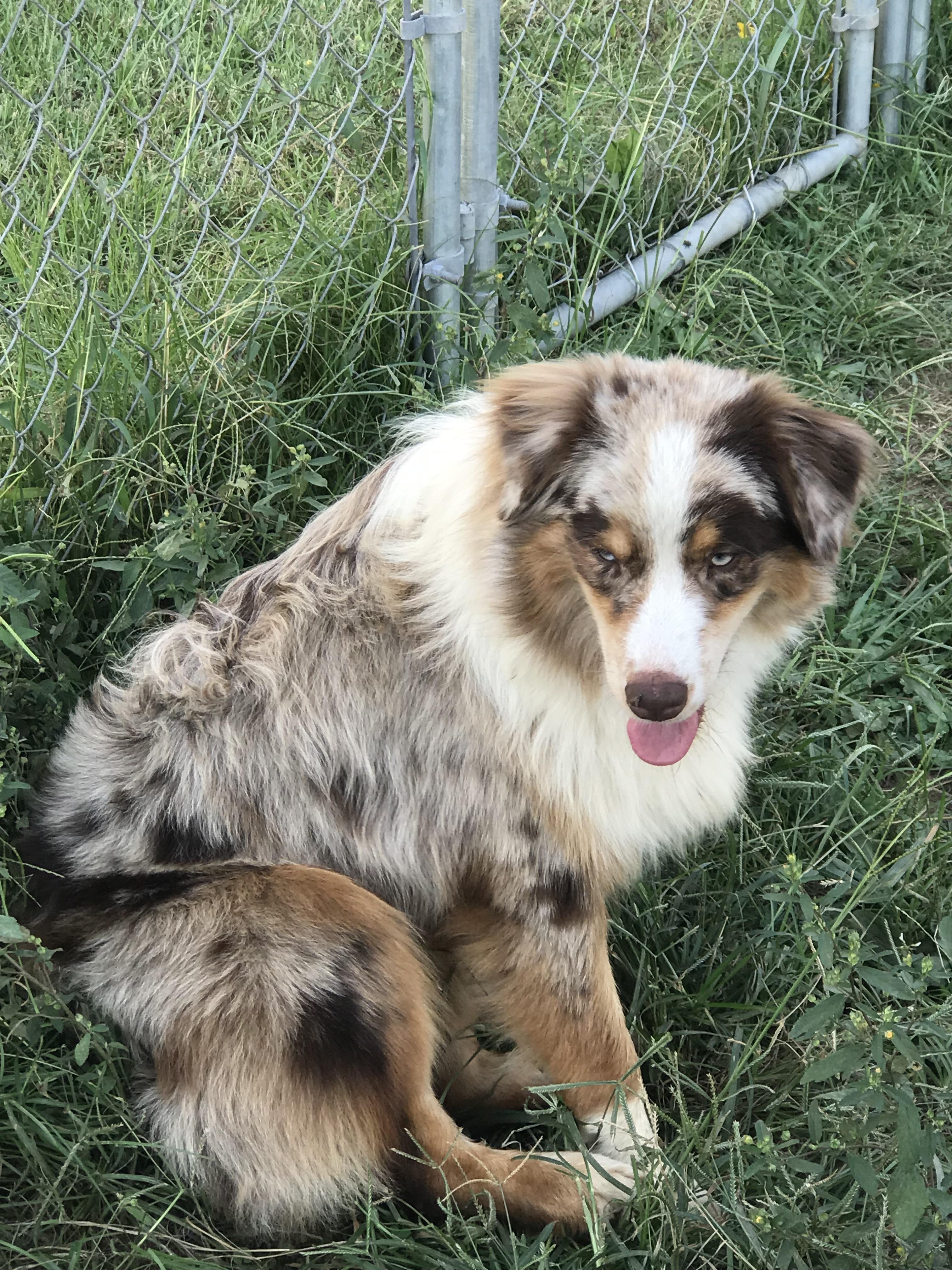 Shepperd Dogs Ranch Runnin’ Wild Ranch Aussies in Arkansas | Australian Shepherd puppies ...