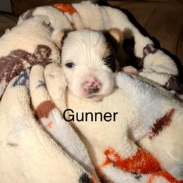 Gunner - Parti male Yorkshire Terrier puppy in Clarksburg, Indiana from Hidden Gems Parti Yorkies