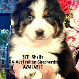 Shells - Australian Shepherd puppy from XA AUSTRALIAN SHEPHERDS