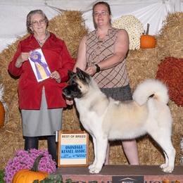 Akita from Prospect Ridge Akitas