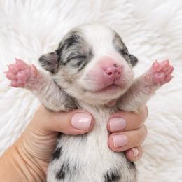 Kit - Blue merle and white female Cardigan Welsh Corgi puppy in Kerens, West Virginia from Leather & Lace